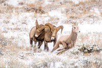 Big Horn of the Tetons