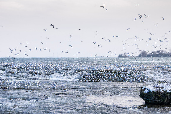 Seagulls fly over Niagara Falls