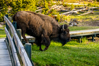 Bison crosses Boardwalk