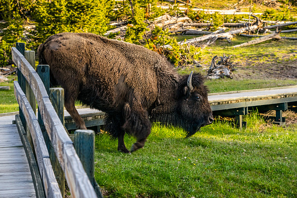 Bison crosses Boardwalk