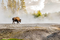 Bison on a geyser