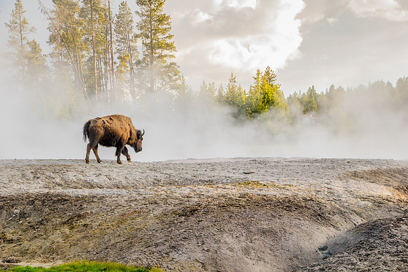 Bison on a geyser