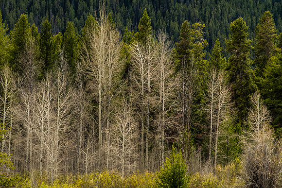Forest Views