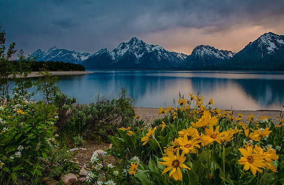 Colter Bay Wildflowers