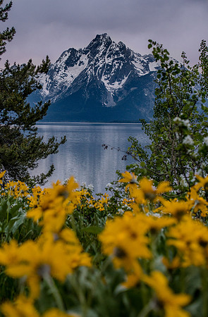 Colter Bay Wildflowers