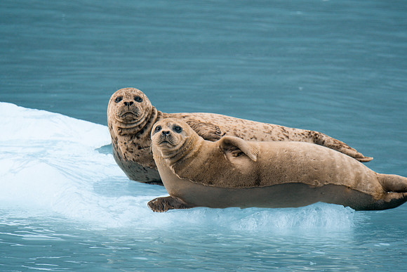 Alaskan Wildlife