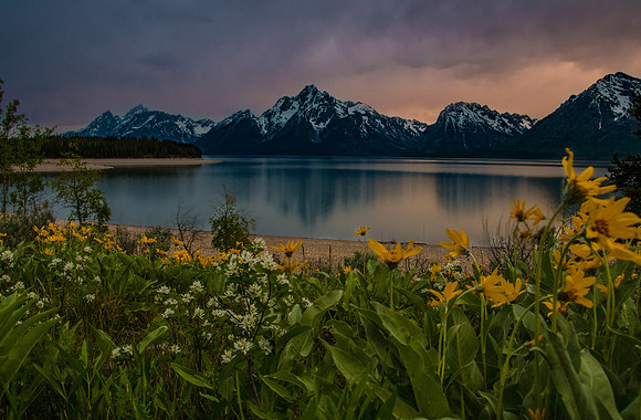 Colter Bay Wildflowers