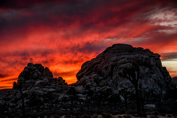 Joshua Tree National Park