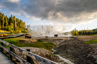 Bison herd crossing a geyser